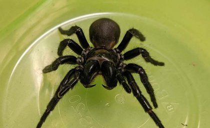 Venom found in the K’gari funnel-web spider can prevent cell death after a stroke or heart attack. K'gari funnel web spider